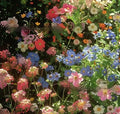 Pack of Purpleflower Holly Leaf cold and drought resistant mixed wildflower seeds for garden decoration.