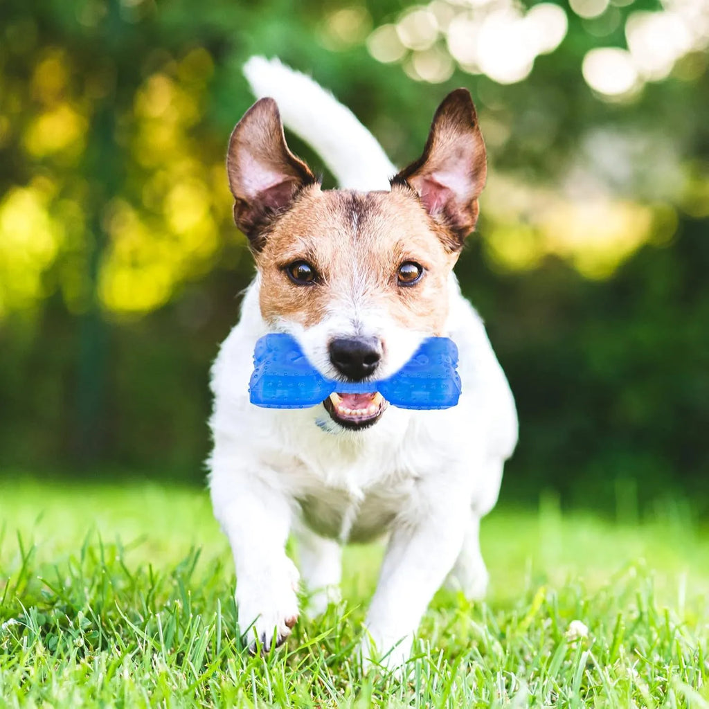 Freezable bone and circle shaped dog teething chew toy for cooling and dental care