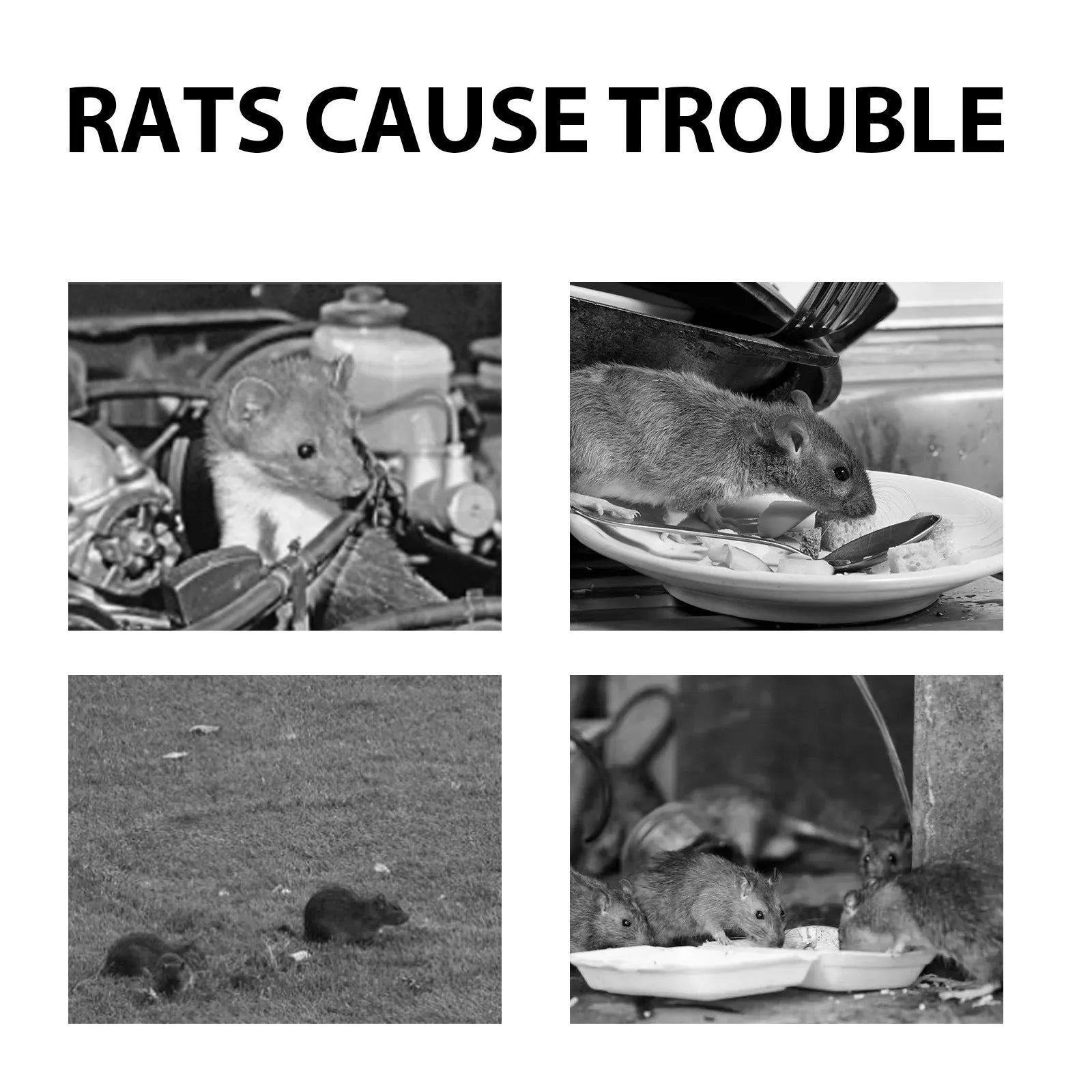 60ml bottle of natural rat repellent spray with clove, peppermint, camphor, and chilli oils.