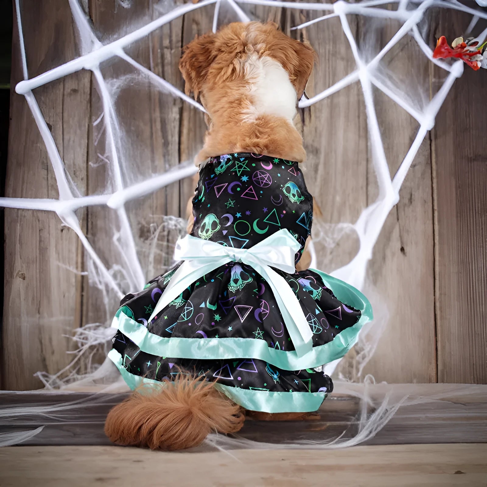 Halloween dog skirt with colourful pumpkin pattern, double-layer construction, shown on model dog.