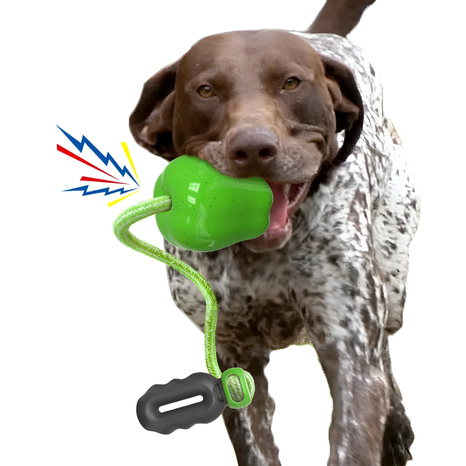 Green and red plastic Apple-shaped dog toys with squeakers for chewing play