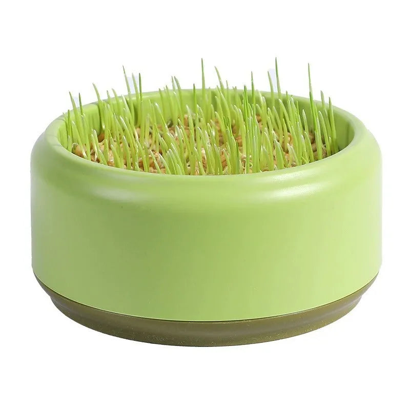 Hydroponic cat grass growing kit with blue cup and seed packs for indoor pet enrichment
