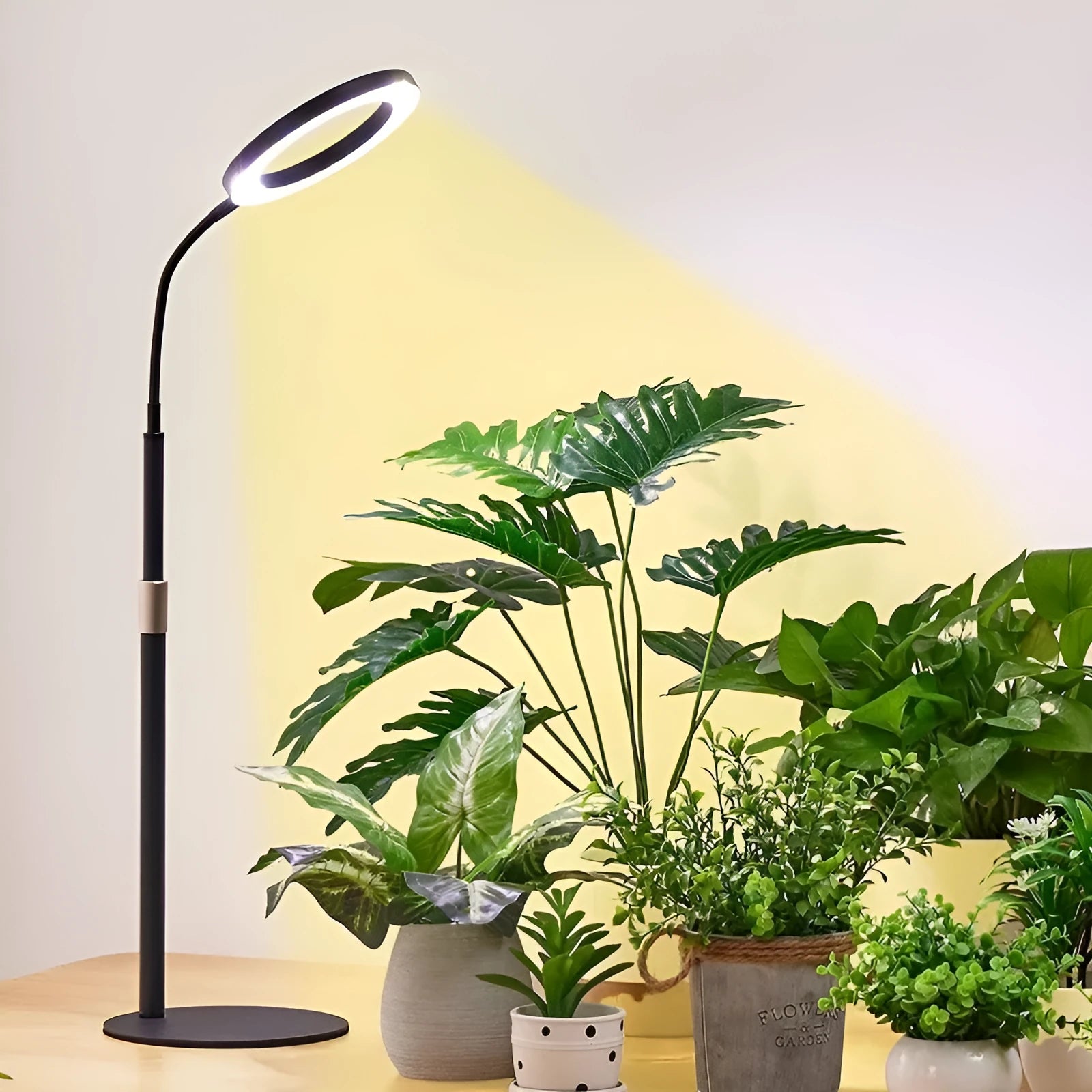 White 6-inch angel ring LED grow light on a retractable silver tripod stand for indoor plants.