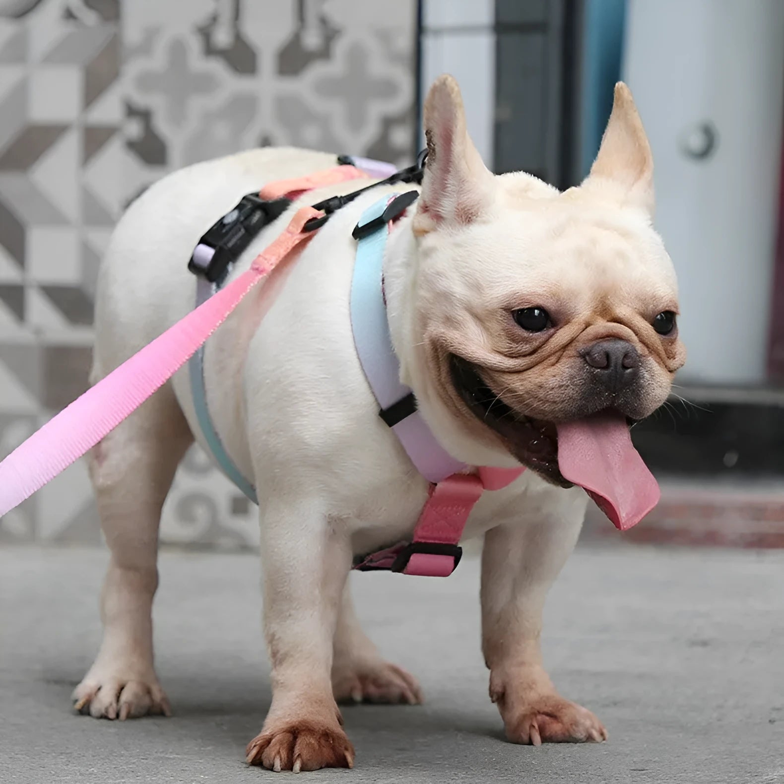 Gradient colour dog harness on a dog, showing the chest and back strap in a purple design.