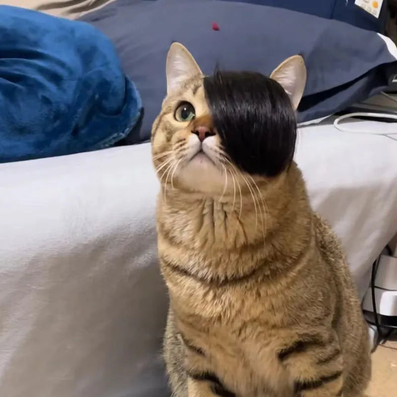 Black polyester cat wig with long imitation braid for fox costume dress up