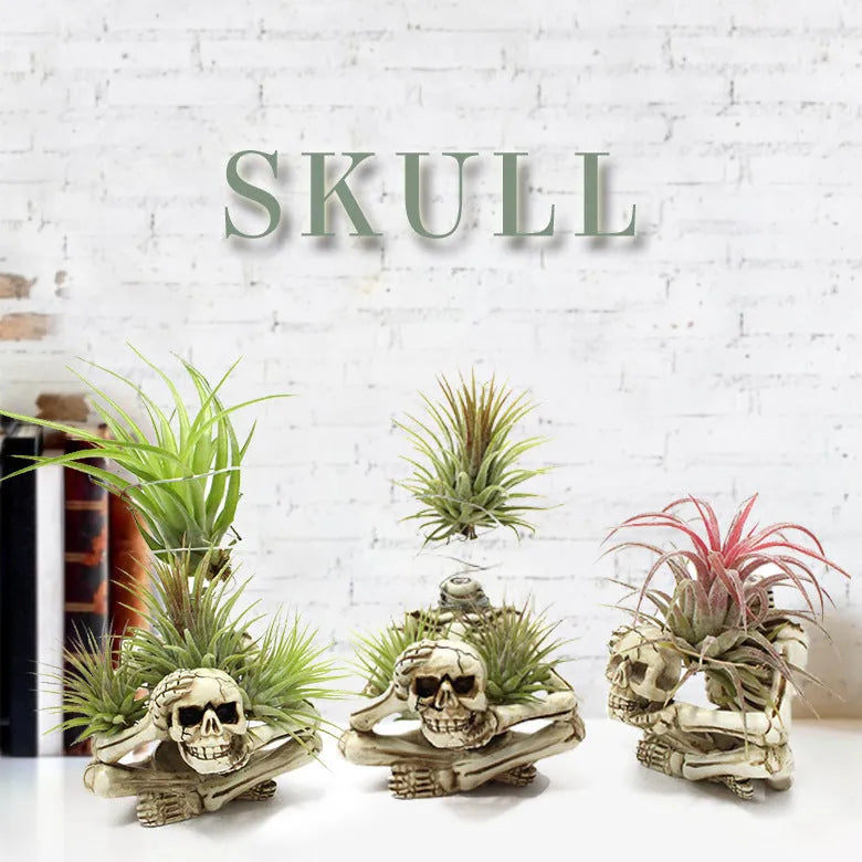 Gothic resin skull wall bracket for Tillandsia air plants, showing detailed design and size.