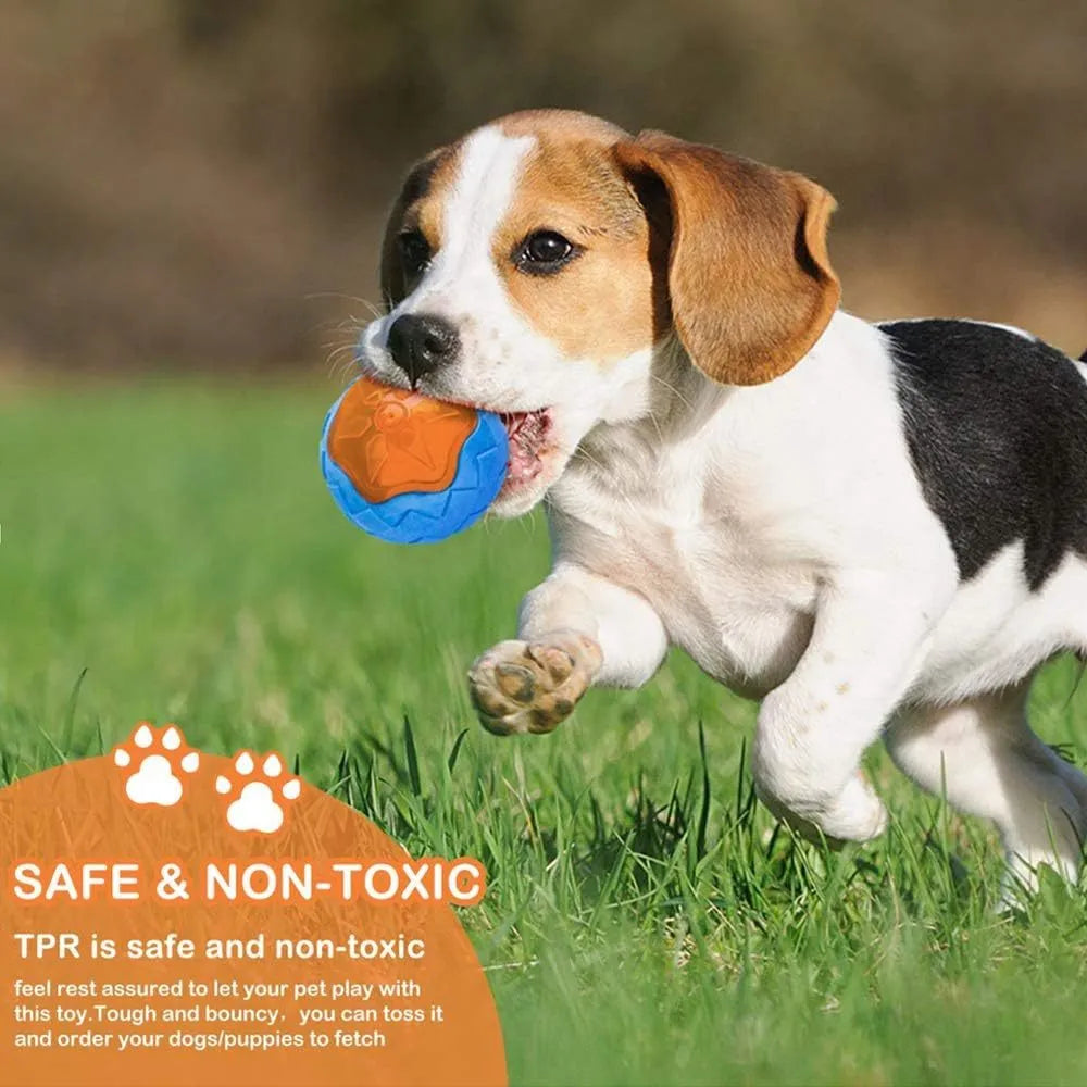 Set of four colourful floating dog toys: a ball, a barbell, and two tyres on a blue background.