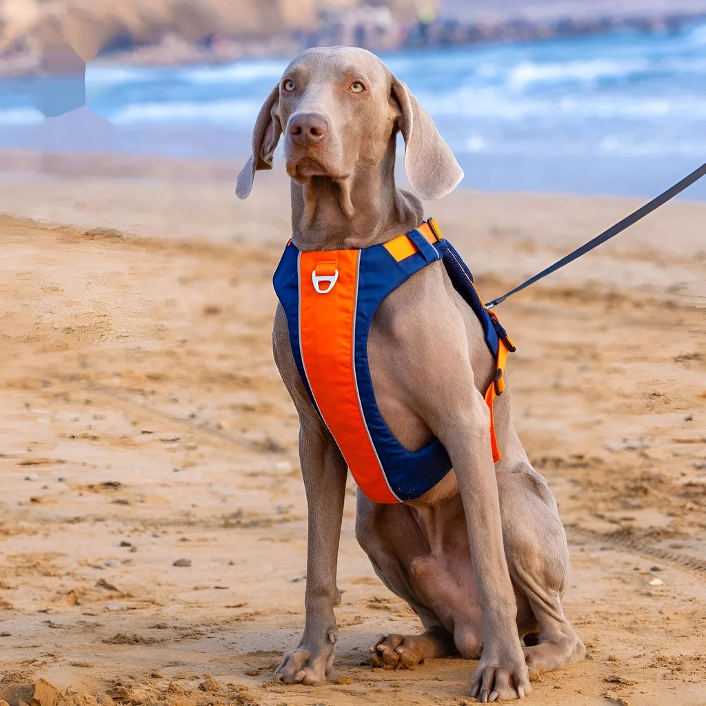 Nylon dog chest strap vest style hand rope in orange and blue with single chest back design