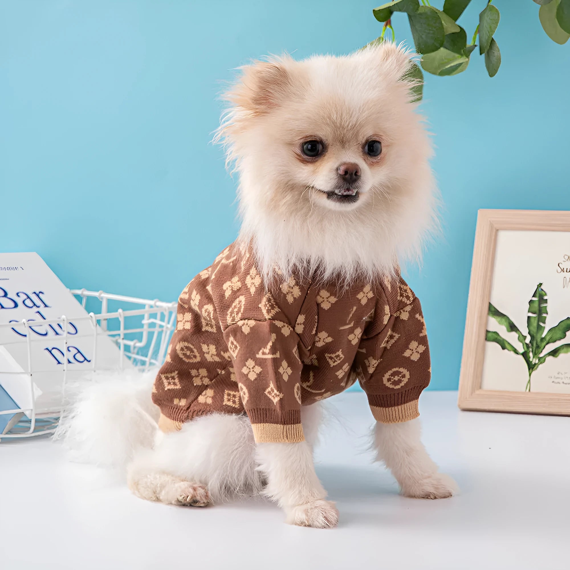 Wool knitted dog sweater in a two-tone colour on a small dog.