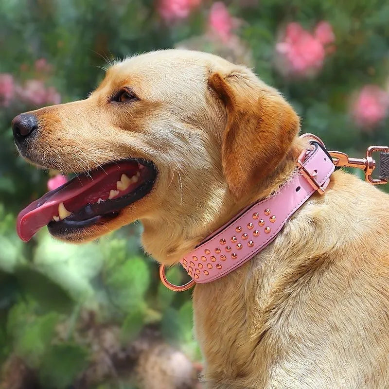Leather dog collar with metal rivets in black, chocolate, or pink colour options