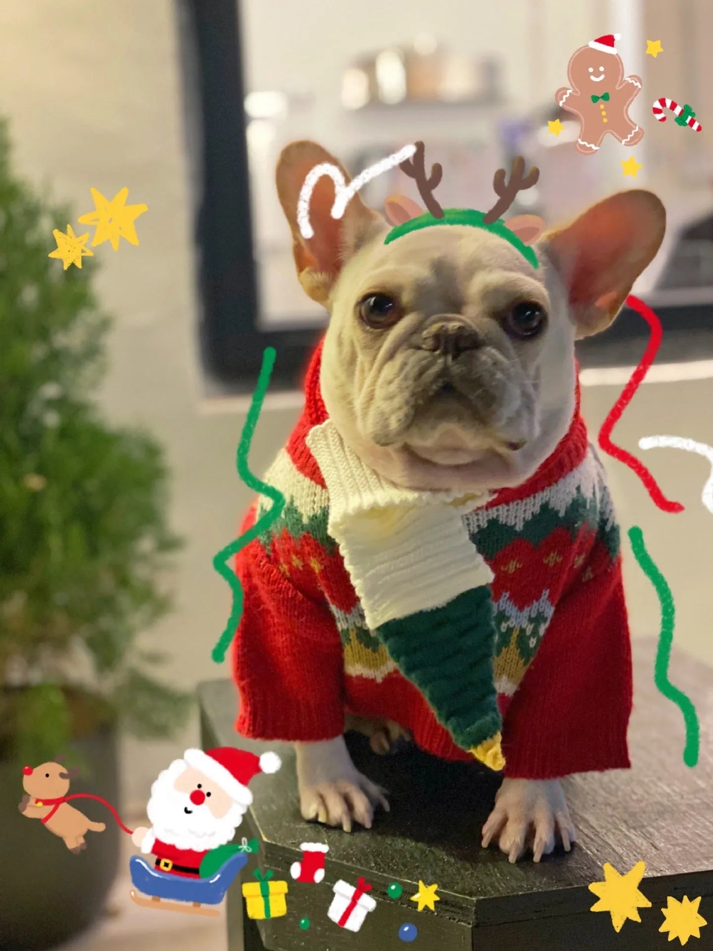 Red wool pet Christmas sweater for dogs and cats, available in sizes S to 2XL, casual style