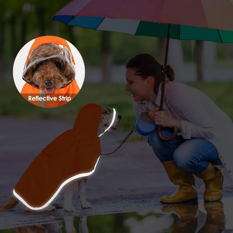 Dog raincoat in orange with transparent hood, waterproof breathable fabric, belly coverage, on a small dog