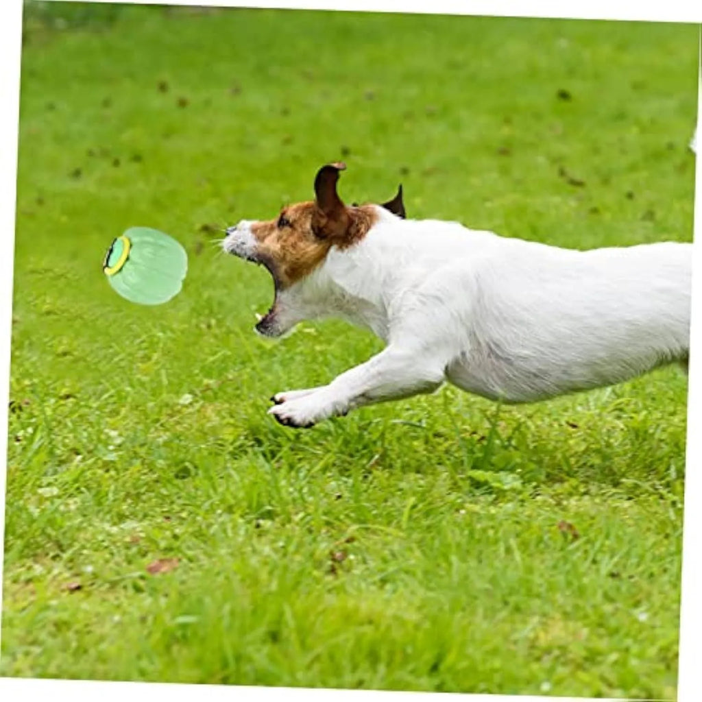 Small orange pumpkin-shaped dog chew toy with squeaker for puppy teething and training