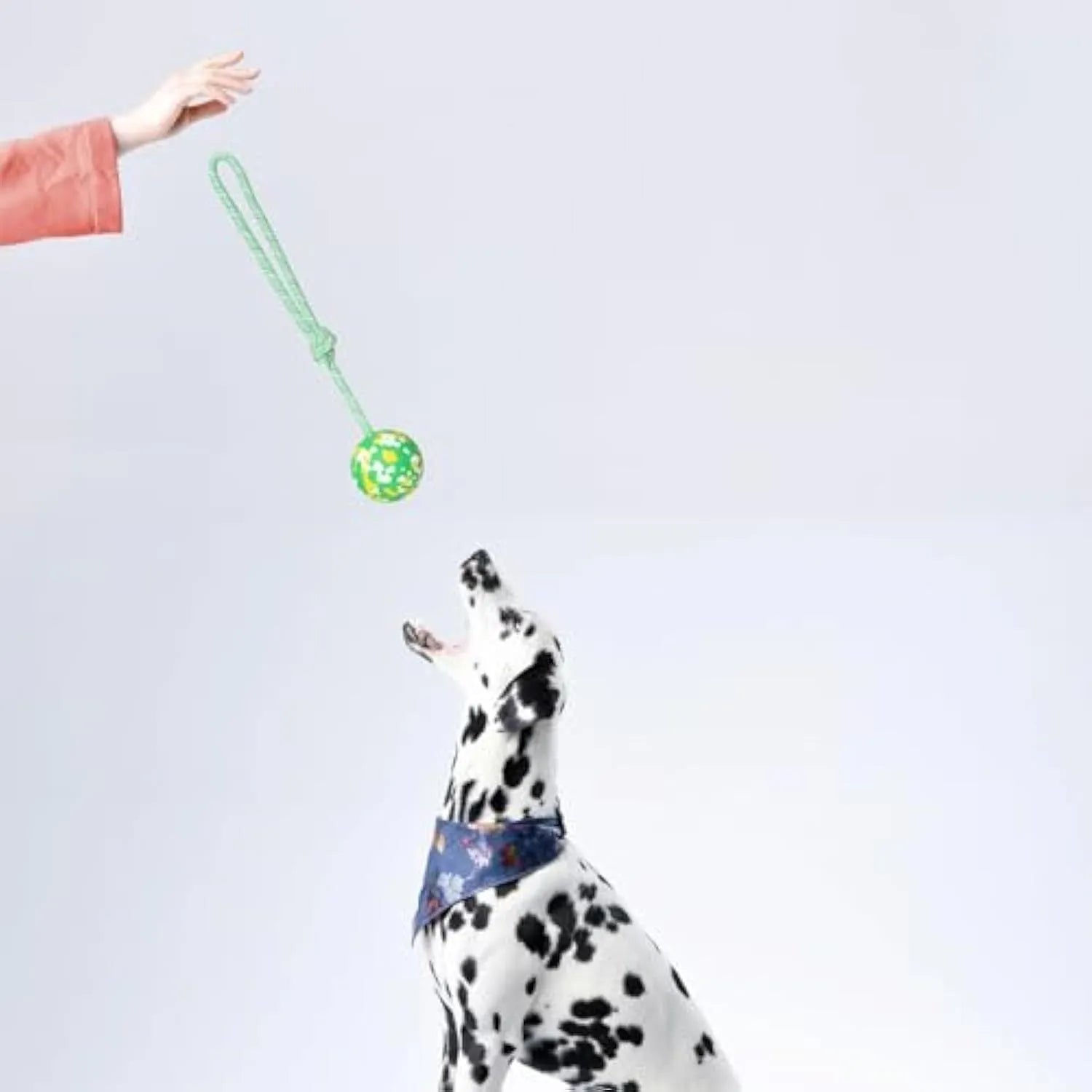 Natural rubber dog ball on a nylon rope toy for interactive fetch and tug games.