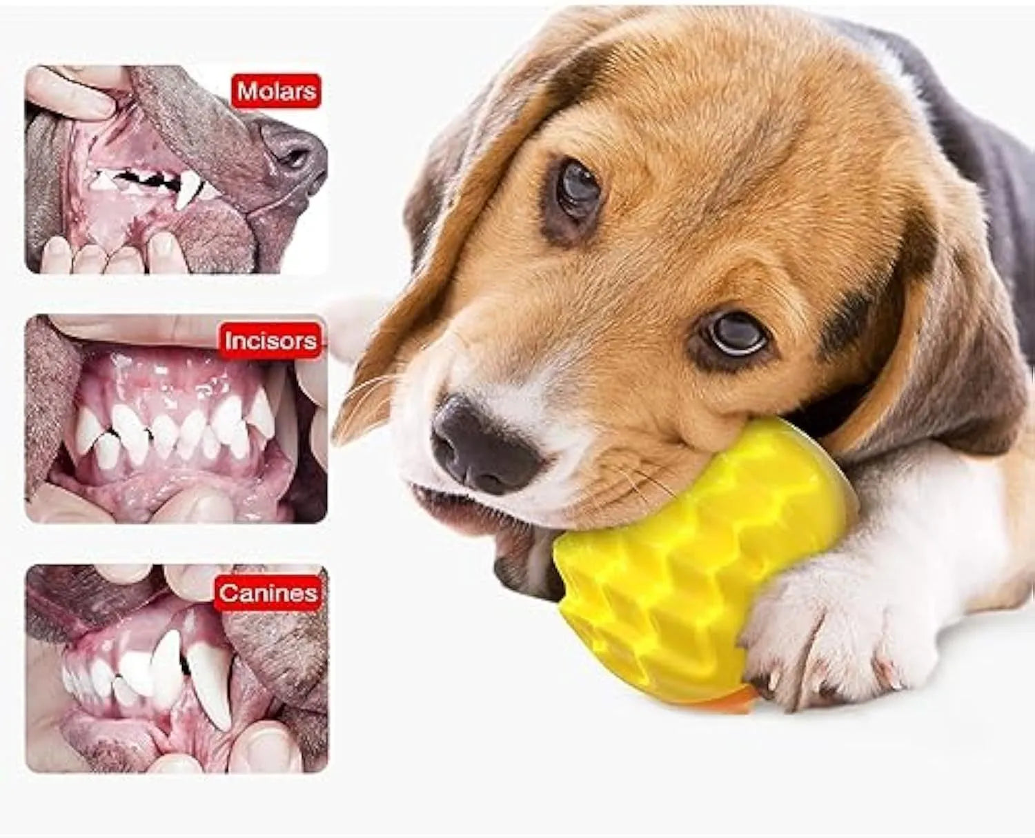 Blue and orange squeaky rubber dog ball with spiky dental cleaning bumps for aggressive chewers