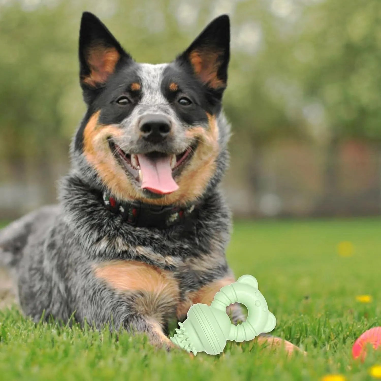 Blue rubber dog chew toy with molar cleaning texture, shown next to a measuring tape indicating 13.5cm size.