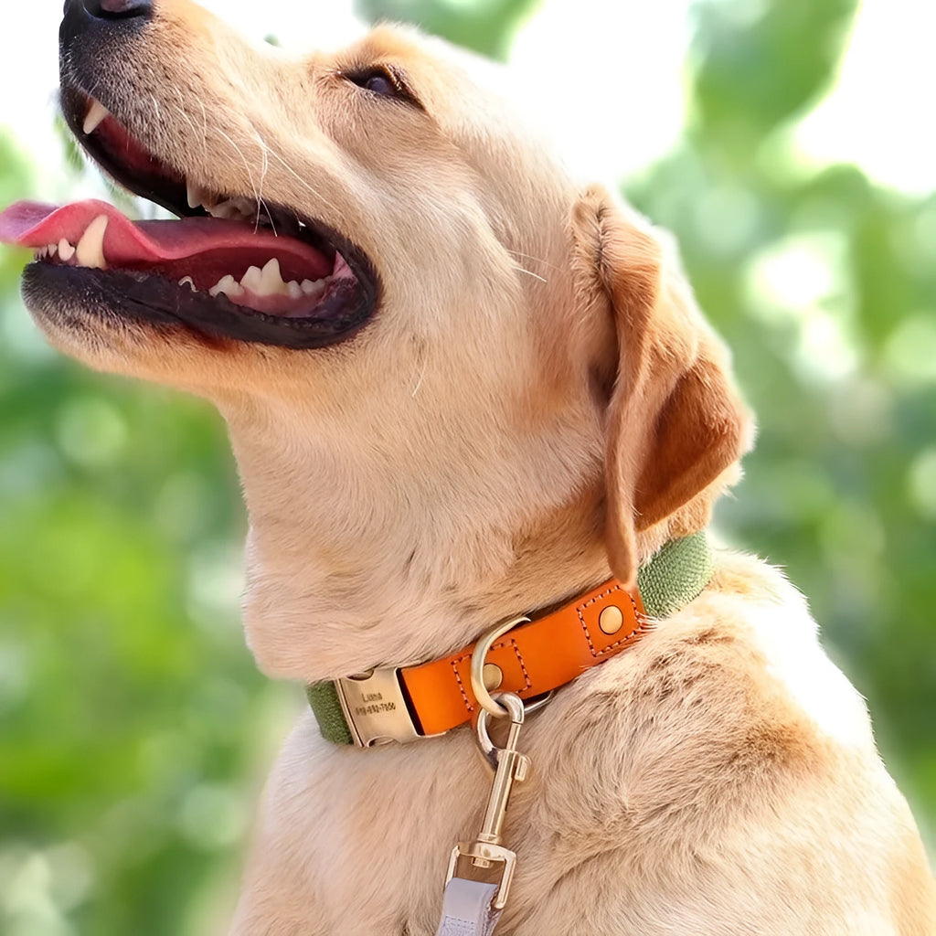 Small dog mohair collar and matching leash set in green, blue, grey, brown or black colours
