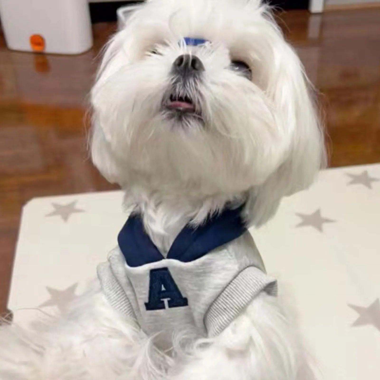 Blue polyester pet hoodie with reflective letters on a dog, slim-fitting design for cats and dogs