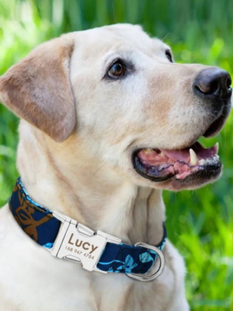 General dog collar in black with buckle closure, suitable for S, M, L dog sizes