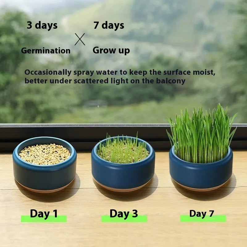Hydroponic cat grass growing kit with blue cup and seed packs for indoor pet enrichment