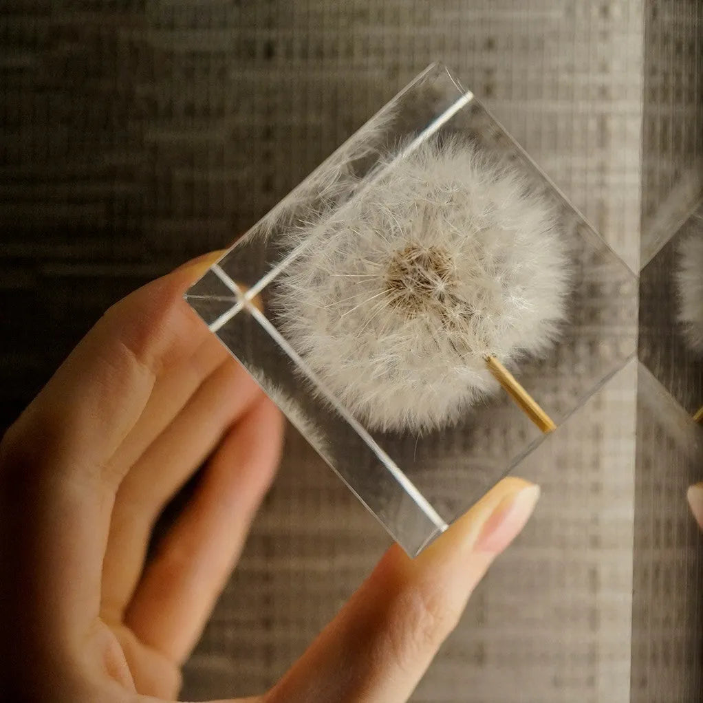 Dandelion specimen inside a 5cm clear resin cube with wooden box and USB charging base