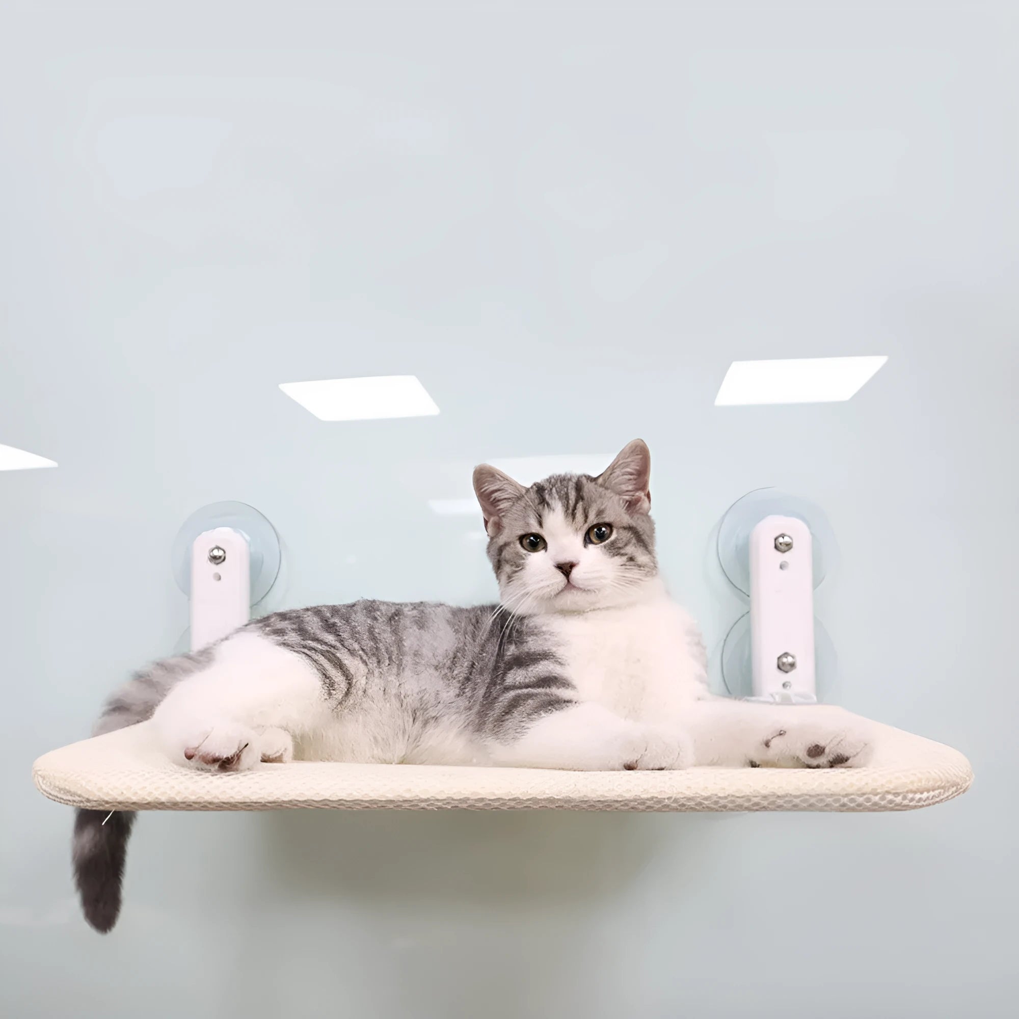 Cat lying on a grey mesh hammock seat attached to a window with suction cups.