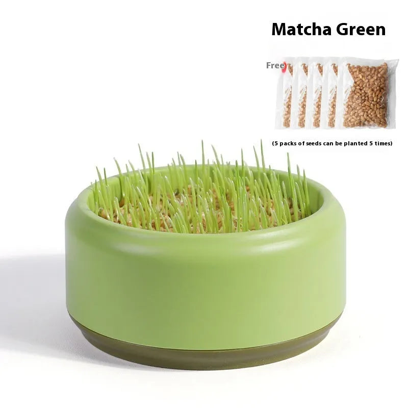 Hydroponic cat grass growing kit with blue cup and seed packs for indoor pet enrichment