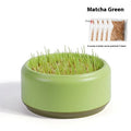 Hydroponic cat grass growing kit with blue cup and seed packs for indoor pet enrichment